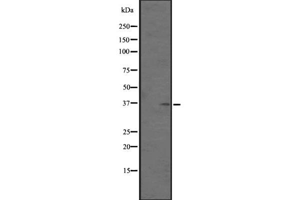 OR5AN1 Antikörper  (Internal Region)