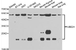 Western blot analysis of extracts of various cell lines, using UBE2H antibody (ABIN5975505) at 1/1000 dilution. (UBE2H Antikörper)