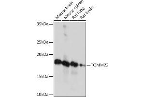 Western blot analysis of extracts of various cell lines, using TOMM22 Rabbit mAb (ABIN7270930) at 1:1000 dilution. (TOMM22 Antikörper)