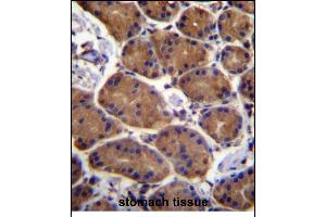 ASPH Antibody (Center) (ABIN656707 and ABIN2845938) immunohistochemistry analysis in formalin fixed and paraffin embedded human stomach tissue followed by peroxidase conjugation of the secondary antibody and DAB staining. (Aspartate beta Hydroxylase Antikörper  (AA 294-323))