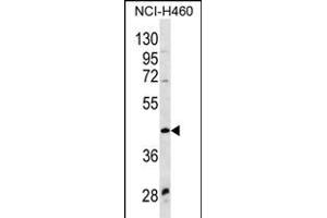 WNT9A Antibody (Center) (ABIN656328 and ABIN2845627) western blot analysis in NCI- cell line lysates (35 μg/lane). (WNT9A Antikörper  (AA 216-244))