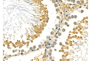 ABIN6266021 and ABIN6277022 at 1/100 staining Rat testis tissue by IHC-P. (WDR5 Antikörper  (N-Term))