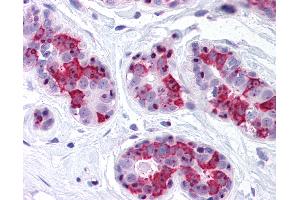 Anti-BAG5 antibody IHC of human breast. (BAG5 Antikörper)