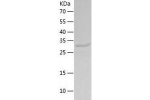 Western Blotting (WB) image for Calcineurin-Like phosphoesterase Domain Containing 1 (Cpped1) (AA 1-314) protein (His tag) (ABIN7122080) (Cpped1 Protein (AA 1-314) (His tag))