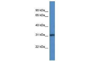 Western Blot showing TBRG1 antibody used at a concentration of 1-2 ug/ml to detect its target protein. (TBRG1 Antikörper  (N-Term))