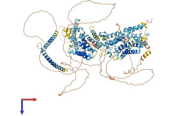 SREBF2 Protein (AA 1-1141) (His tag)