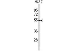 Western blot analysis of ADAMDEC1 Antibody (N-term) in MCF-7 cell line lysates (35 µg/lane). (ADAMDEC1 Antikörper  (N-Term))