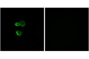 Immunofluorescence (IF) image for anti-Olfactory Receptor, Family 56, Subfamily B, Member 4 (OR56B4) (AA 241-290) antibody (ABIN2890944) (OR56B4 Antikörper  (AA 241-290))