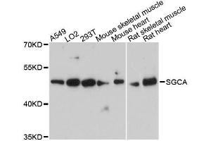SGCA anticorps  (AA 60-290)