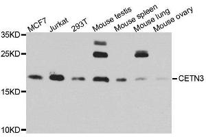 Western blot analysis of extracts of various cell lines, using CETN3 antibody. (CETN3 Antikörper  (AA 1-167))
