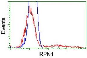HEK293T cells transfected with either RC201554 overexpress plasmid (Red) or empty vector control plasmid (Blue) were immunostained by anti-RPN1 antibody (ABIN2455111), and then analyzed by flow cytometry. (RPN1 Antikörper)