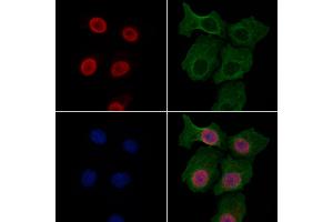 ABIN7094789 and ABIN7098840 staining HepG2 cells by IF/ICC.