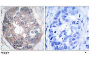 Image no. 1 for anti-Disabled Homolog 1 (Drosophila) (DAB1) (Tyr232) antibody (ABIN197508) (DAB1 Antikörper  (Tyr232))