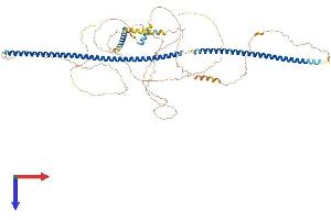 LCA5 Protein (AA 1-704) (His tag)
