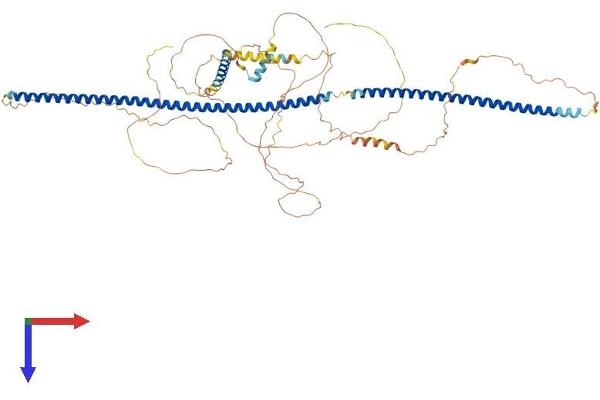 LCA5 Protein (AA 1-704) (His tag)