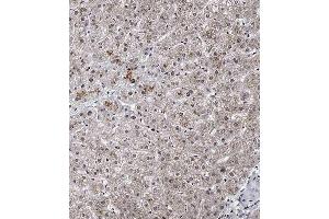 Immunohistochemical analysis of A on paraffin-embedded Human liver tissue. (SPNS2 Antikörper  (N-Term))