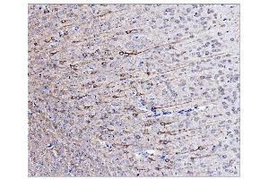 IHC analysis of Alpha Internexin/INA using anti-Alpha Internexin/INA antibody (ABIN7602187). (INA Antikörper  (AA 62-169))