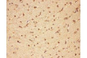 IHC-P: CNTF antibody testing of mouse brain tissue (CNTF Antikörper  (AA 2-198))