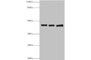 Western blot All lanes: Poliovirus receptor antibody at 3 μg/mL Lane 1: Mouse gonad tissue Lane 2: HepG2 whole cell lysate Lane 3: K562 whole cell lysate Secondary Goat polyclonal to rabbit IgG at 1/10000 dilution Predicted band size: 46, 41, 40, 43 kDa Observed band size: 46 kDa (Poliovirus Receptor Antikörper  (AA 220-345))