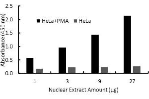 Activity Assay (AcA) image for Sp1 Transcription Factor (SP1) ELISA Kit (ABIN5690763)