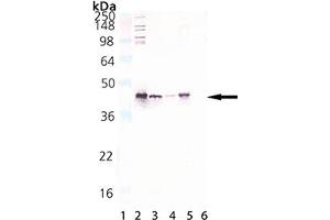 Western Blot analysis of HSP40/Hdj1, pAb : Lane 1: M W Marker, Lane 2: HSP40/Hdj1 (human), (recombinant) Protein , Lane 3: HeLa (heat shocked), (cell lysate)  , Lane 4: 3T3 (heat shocked), (cell lysate) , Lane 5: PC-12, (cell lysate) , Lane 6: DnaJ (E. (DNAJB1 Antikörper)