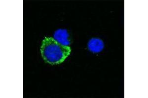 Immunofluorescence (IF) image for anti-Interleukin 1, beta (IL1B) antibody (Biotin) (ABIN2661219) (IL-1 beta Antikörper  (Biotin))