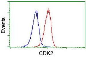 Image no. 4 for anti-Cyclin-Dependent Kinase 2 (CDK2) antibody (ABIN1497396) (CDK2 Antikörper)