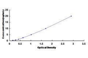 beta-1,4-N-Acetyl-Galactosaminyl Transferase 2 (B4GALNT2) ELISA Kit