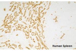 Immunohistochemistry detection of endogenous TIE-2 in cryo sections of human spleen using anti-TIE-2 (human), mAb (tek16) . (TEK Antikörper  (Extracellular Domain))