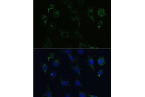 Immunofluorescence analysis of C6 cells using STX1A Polyclonal Antibody (ABIN6132695, ABIN6148659, ABIN6148661 and ABIN6221218) at dilution of 1:100 (40x lens). (STX1A Antikörper  (AA 1-288))