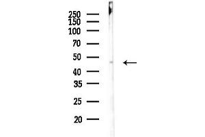 anti-Mitochondrial Ribosomal Protein L37 (MRPL37) (N-Term) antibody