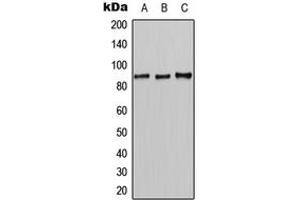 Western Blotting (WB) image for anti-Chloride Channel, Voltage-Sensitive 7 (CLCN7) (N-Term) antibody (ABIN7295300)