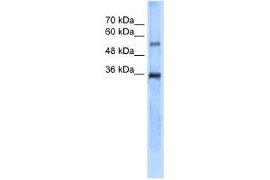 Carbonic Anhydrase VIII antibody used at 5 ug/ml to detect target protein. (CA8 Antikörper  (N-Term))