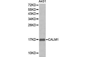Western blot analysis of A431 cell lysate using CALM1 antibody. (Calmodulin 1 Antikörper  (AA 1-149))