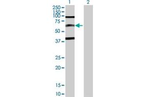 Western Blot analysis of SP110 expression in transfected 293T cell line by SP110 MaxPab polyclonal antibody. (SP110 Antikörper  (AA 1-547))