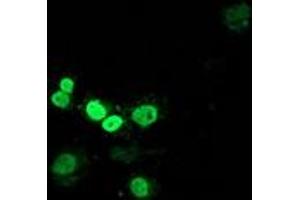 Immunofluorescence (IF) image for anti-Myocyte Enhancer Factor 2C (MEF2C) antibody (ABIN1499364) (MEF2C Antikörper)