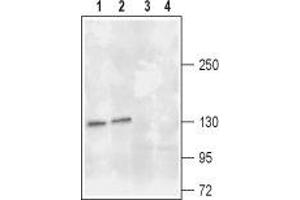 Western blot analysis of rat (lanes 1 and 3) and mouse (lanes 2 and 4) brain lysates: - 1,2. (TRKA Antikörper  (2nd Extracellular Domain))