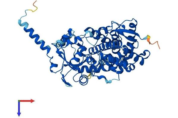 CYP3A5 Protein (AA 1-502) (His tag)