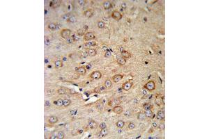 Immunohistochemistry (IHC) image for anti-Corticotropin Releasing Hormone Receptor 2 (CRHR2) antibody (ABIN3002798) (CRHR2 Antikörper)