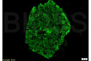 Formalin-fixed and paraffin embedded rat pancreas tissue labeled with Anti-Insulin Polyclonal Antibody, Unconjugated (ABIN724265) 1:200 followed by conjugation to the secondary antibody Goat Anti-Rabbit IgG, FITC conjugated used at 1:200 dilution for 40 minutes at 37°C. (Insulin Antikörper  (AA 46-59))