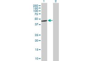 Western Blot analysis of NR1H3 expression in transfected 293T cell line by NR1H3 MaxPab polyclonal antibody.