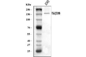 Western blot analysis of Integrin Alpha 2/ITGA2 using anti-Integrin Alpha 2/ITGA2 antibody (ABIN7601097).