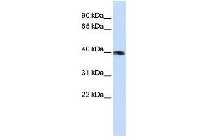Western Blotting (WB) image for anti-Guanine Nucleotide Binding Protein (G Protein), alpha Z Polypeptide (GNaZ) antibody (ABIN2458622) (GNaZ Antikörper)