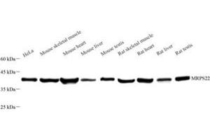 Western blot analysis of MRPS22 (ABIN7074652) at dilution of 1: 500