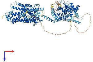 SLC12A3 Protein (AA 1-1021) (His tag)