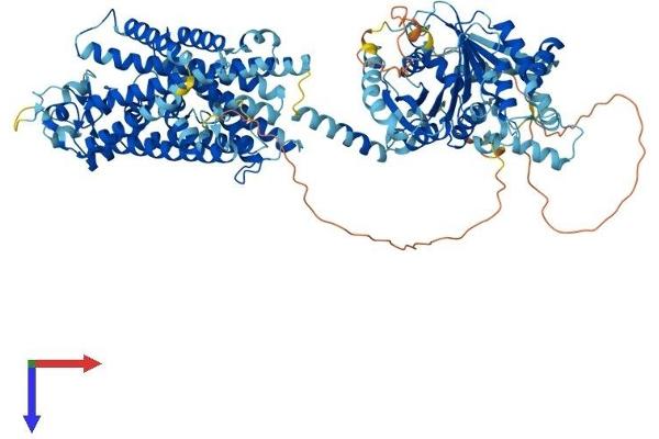 SLC12A3 Protein (AA 1-1021) (His tag)