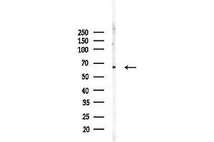 anti-Arylsulfatase H (ARSH) (C-Term) antibody