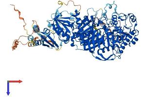 Phospholipase D2 Protein (PLD2) (AA 1-933) (His tag)