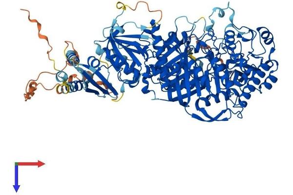 Phospholipase D2 Protein (PLD2) (AA 1-933) (His tag)