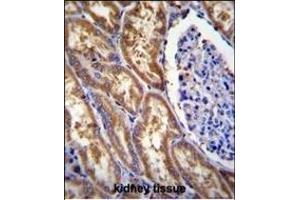 EXOC3L Antibody (C-term) (ABIN655213 and ABIN2844825) immunohistochemistry analysis in formalin fixed and paraffin embedded human kidney tissue followed by peroxidase conjugation of the secondary antibody and DAB staining.